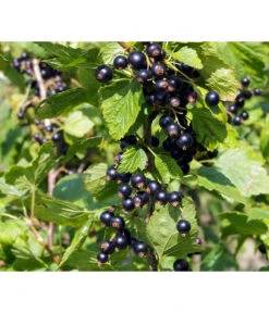 Schwarze Säulenjohannisbeere -Elho Verkäufe 7752785 PR DE 001 RibesSaeulenjohannisbeereSchwarzPixabay