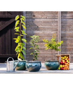 Säulenkirsche -Elho Verkäufe 7753007 WE MO 001 Saeulenkirsche Saeulenobst