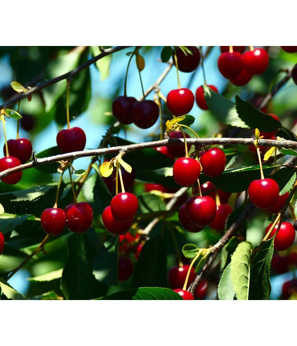 Sauerkirsche 'Schattenmorelle' 3 Sauerkirsche 'Schattenmorelle'