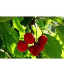 Sauerkirsche 'Schattenmorelle' 5 Sauerkirsche 'Schattenmorelle' -Elho Verkäufe 7753262 WE MO 002 SauerkirscheSchattenmorellePixabay