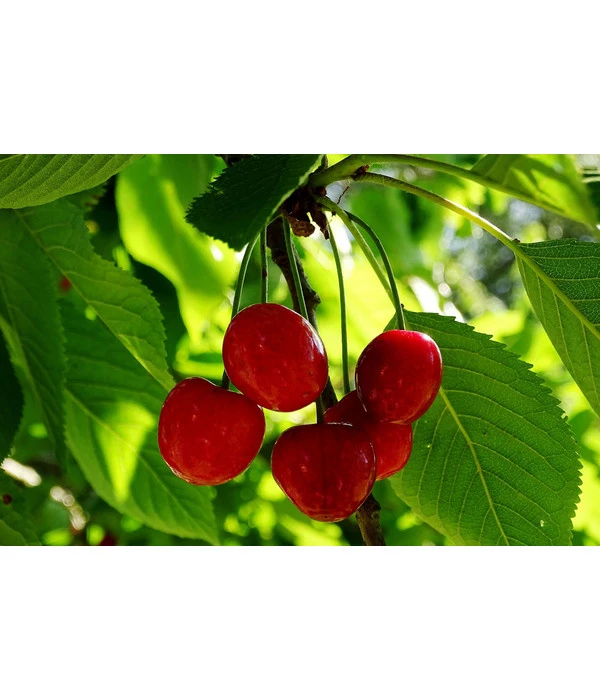 Sauerkirsche 'Schattenmorelle' 4 Sauerkirsche 'Schattenmorelle' – Bild 2