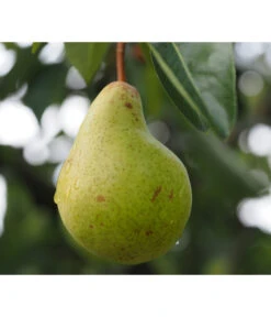 Säulenbirne 'Obelisk' -Elho Verkäufe 7754989 PR DE 001 PyrusBirneSaeulenbirneObeliskPixabay