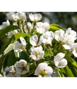 Säulenbirne 'Obelisk' -Elho Verkäufe 7754989 PR DE 002 PyrusBirneSaeulenbirneObeliskPixabay