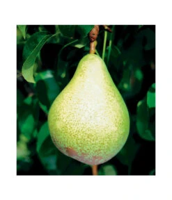 Säulenbirne 'Condo' 7 Säulenbirne 'Condo' -Elho Verkäufe 7754997 BildFS 001 SaeulenbirneCondoSaeulenbirneCondoS