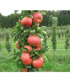 Säulenapfel 'Sonate' -Elho Verkäufe 7755879 PR DE 001 SaeulenapfelSonate