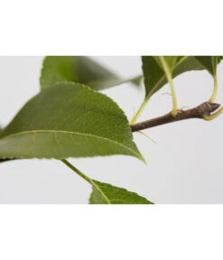 Süßkirsche 'Sunburst' -Elho Verkäufe 7760614 PR DE 001 KirscheSunburstPrunusBusch95LiterDehnerExpressZS