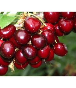 Süßkirsche 'Sunburst' -Elho Verkäufe 7760614 PR MO 001 KirscheSunburst