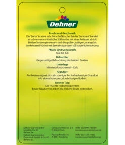 Kirschen-Duo 'Sunburst/Burlat' 11 Kirschen-Duo 'Sunburst/Burlat' -Elho Verkäufe 7760713 Suesskirschen DuoSunburstBurlat Etikett 2