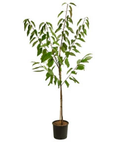 Kirschen-Duo 'Sunburst/Burlat' 8 Kirschen-Duo 'Sunburst/Burlat' -Elho Verkäufe 7760713 WE FS 001 PrunusKirscheDuoSunburstBurlat