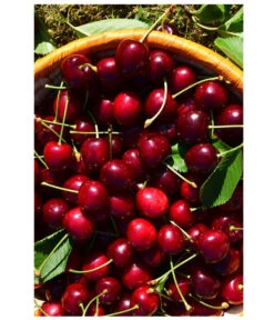 Kirschen-Duo 'Sunburst/Burlat' 9 Kirschen-Duo 'Sunburst/Burlat' -Elho Verkäufe 7760713 WE MO 001 KirschenDuoSunurstBurlat Pixabay