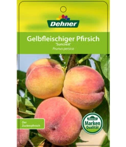 Pfirsich 'Suncrest' -Elho Verkäufe 7760754 GelbfleischigerPfirsichSuncrest Etikett 1