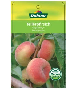 Tellerpfirsich 'Sugar Baby' 11 Tellerpfirsich 'Sugar Baby' -Elho Verkäufe 7763352 TellerpfirsichSugarBaby Etikett 1