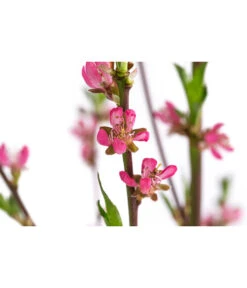 Tellerpfirsich 'Sugar Baby' 13 Tellerpfirsich 'Sugar Baby' -Elho Verkäufe 7763352 WE DE 001 PrunusTellerpfirsichSugarBaby