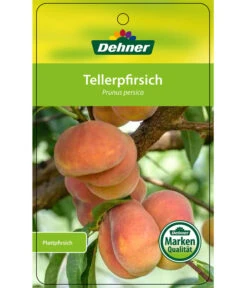 Dehner Tellerpfirsich -Elho Verkäufe 7763378 Tellerpfirsich Etikett 1