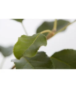 Herbstapfel 'Topaz' -Elho Verkäufe 7763931 PR DE 001 ApfelTopazMalusBusch95LiterDehnerExpressZS