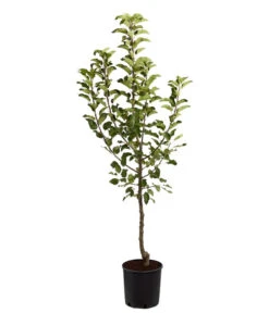 Herbstapfel 'Topaz' -Elho Verkäufe 7763931 PR FS 001 ApfelTopazMalusBusch95LiterDehnerExpressZS