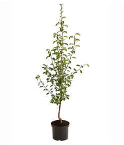 Herbstbirne 'Vereinsdechant' 8 Herbstbirne 'Vereinsdechant' -Elho Verkäufe 7772064 PR FS 001 BirneVereinsdechantPyrusBusch95LiterDehnerExpressHerzig