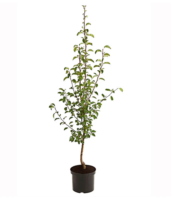 Herbstbirne 'Vereinsdechant' 4 Herbstbirne 'Vereinsdechant' – Bild 2