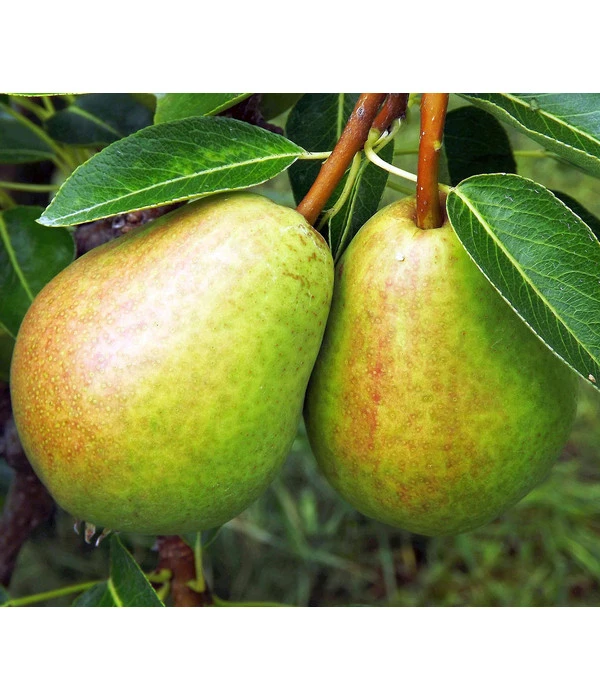 Herbstbirne 'Vereinsdechant' 3 Herbstbirne 'Vereinsdechant'