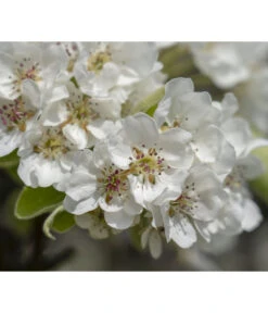 Herbstbirne 'Vereinsdechant' 9 Herbstbirne 'Vereinsdechant' -Elho Verkäufe 7772064 PR FS 011 PyrusVereinsdechantBirnePixabay