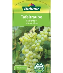 Tafeltraube 'Stefanie' 8 Tafeltraube 'Stefanie' -Elho Verkäufe 7773278 TafeltraubeStefanie Etikett 1