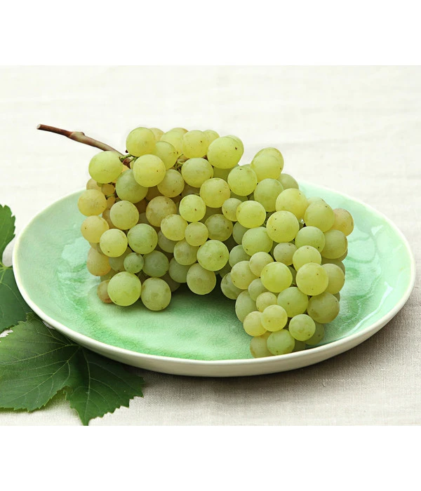 Tafeltraube 'Stefanie' 3 Tafeltraube 'Stefanie'