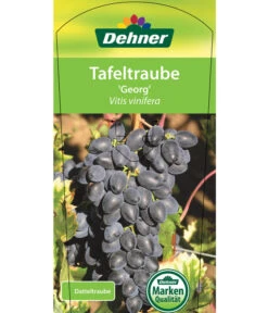 Tafeltraube 'Georg' -Elho Verkäufe 7773575 TafeltraubeGeorg Etikett 1