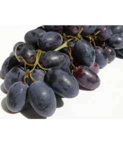 Tafeltraube 'Georg' -Elho Verkäufe 7773575 WE DE 001 VitisWeinGeorgPixabay