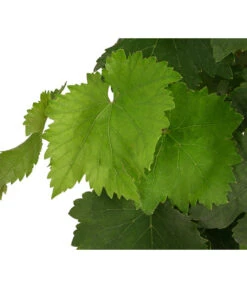 Tafeltraube, Kernlos, Verschiedene Sorten -Elho Verkäufe 7773583 WE DE 001 VitisTafeltraubeDehner