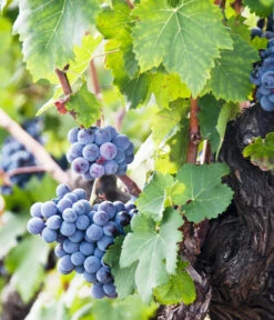 Weinrebenstamm -Elho Verkäufe 7773617 PR MO 001 WeinrebenStammXXL Fotolia