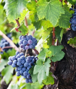 XXL Weinrebenstamm, Ca. 200-220 Cm, Verschiedene Sorten -Elho Verkäufe 7773617 WE MO 002 WeinrebenStammXXL