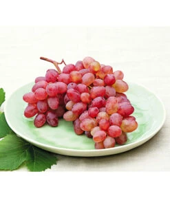 Tafeltraube 'Katharina' -Elho Verkäufe 7773716 WE MO 001 WeinKatharina