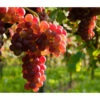Tafeltraube 'Katharina' -Elho Verkäufe 7773716 WE MO 002 TraubeKatharina