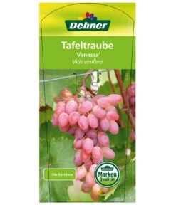 Tafeltraube 'Vanessa' -Elho Verkäufe 7773732 TafeltraubeVanessa Etikett1