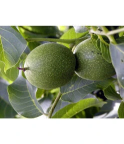 Moselaner Walnuss Klon 120 -Elho Verkäufe 7776800 WE DE GeisenheimerWalnussKlon120Pixabay