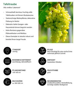 Tafeltraube 'Lakemont' -Elho Verkäufe 7778772 WE IG 001 TafeltraubeVitisviniferaLakemont