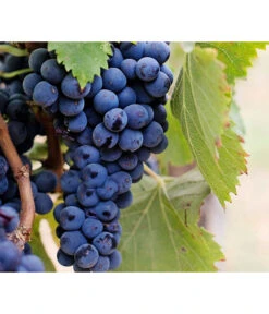 Dehner Gourmet Garten Tafeltraube 'Muscat Blue' 8 Dehner Gourmet Garten Tafeltraube 'Muscat Blue' -Elho Verkäufe 7779101 PR DE 002 VitisWeintraubenMuscatBleuPixabay