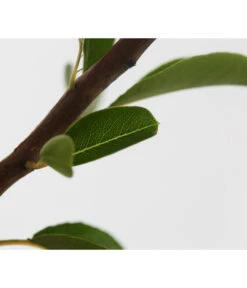 Sommerbirne 'Williams Christ' -Elho Verkäufe 7780539 WE DE 001 BirneWilliamChristBuschPyrus