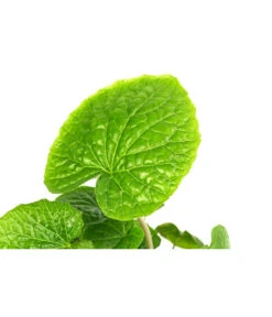 Wasabi -Elho Verkäufe 8001513 WE DE 001 WasabiT9