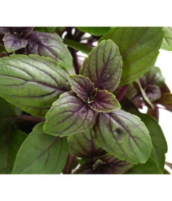 Dehner Gourmet Garten Strauchbasilikum 'Magic Blue' -Elho Verkäufe 8001869 WE DE 001 GourmetGartenBasilikumMagicBlue