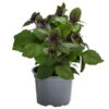 Dehner Gourmet Garten Strauchbasilikum 'Magic Blue' -Elho Verkäufe 8001869 WE FS 001 GourmetGartenBasilikumMagicBlue