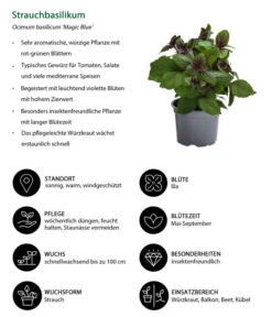 Dehner Gourmet Garten Strauchbasilikum 'Magic Blue' -Elho Verkäufe 8001869 WE IG 001 Strauchbasilikum