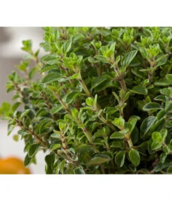 Bio Oregano -Elho Verkäufe 8002081 WE DE 001 BioOreganoBioOreganum