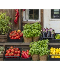 Tomate 'Garance' -Elho Verkäufe 8002578 WE MO 001 BellaItaliaTomatePaprikaBasilikum2021GC04