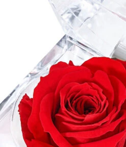 Longlife-Rose In Juwelenbox, Ca. Ø3,5 Cm -Elho Verkäufe 8167041 PR DE 001 LLRoseJuwelenboxrot