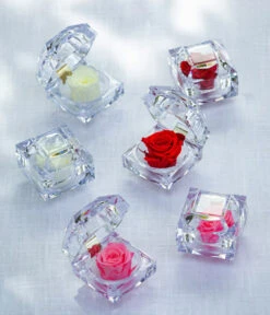 Longlife-Rose In Juwelenbox, Ca. Ø3,5 Cm -Elho Verkäufe 8167413 8170573 8167041 WE MO LonglifeZinaRosa