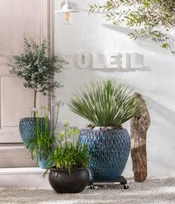 Eukalyptus, Stämmchen -Elho Verkäufe 8200735 8684920 8586133 8591281 8533044 WE MO 001 AgapanthusT17 GC08 2022 BL