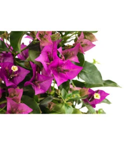 Drillingsblume, Pyramide/Spalier -Elho Verkäufe 8209165 WE DE 001 DrillingsblumeT15