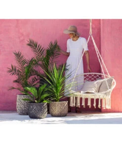 XXL Kanarische Dattelpalme, Ca. 140-160 Cm -Elho Verkäufe 8216277 WE MO 001 DracaenaIndivisiaT20