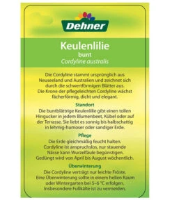 Keulenlilie - Cordyline Australis Variegata -Elho Verkäufe 8216368 CorylineBuntEtikett2